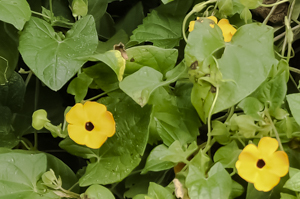 Black-eyed susan vine flower detail